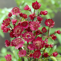 Astrantia major Ruby Wedding - Grande astrance Ruby Wedding - Astrance