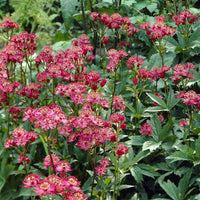 Grande astrance Ruby Wedding - Astrantia major Ruby Wedding - Bakker