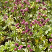 Grande astrance Venice - Astrantia major Venice - Bakker