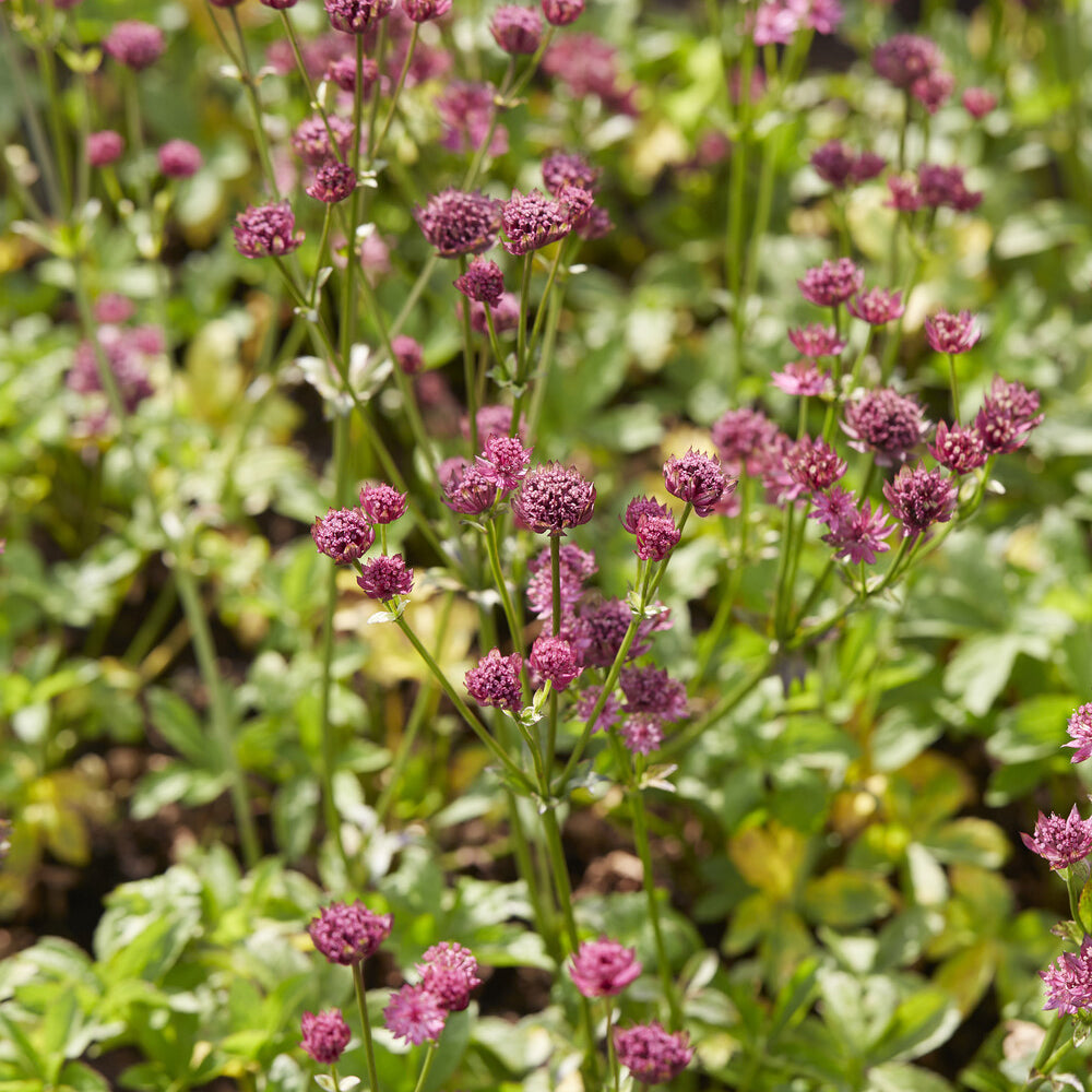Grande astrance Venice - Astrantia major Venice - Bakker