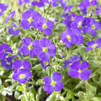 3 Aubriètes Cascade Blue - Bakker