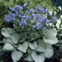 Myosotis du Caucase Looking Glass - Bakker