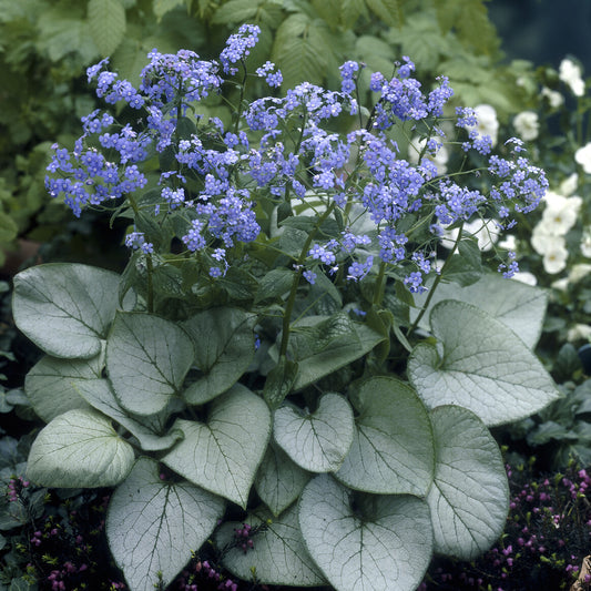 Myosotis du Caucase Looking Glass - Bakker