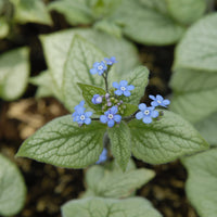 Vente Myosotis du Caucase Looking Glass - Brunnera macrophylla Looking Glass