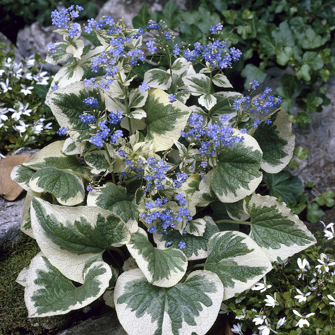 Brunnera macrophylla Variegata - Myosotis du Caucase panaché - Myosotis