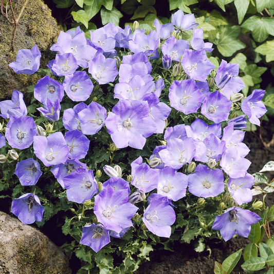 Campanule des Carpates Blaue Clips - Bakker