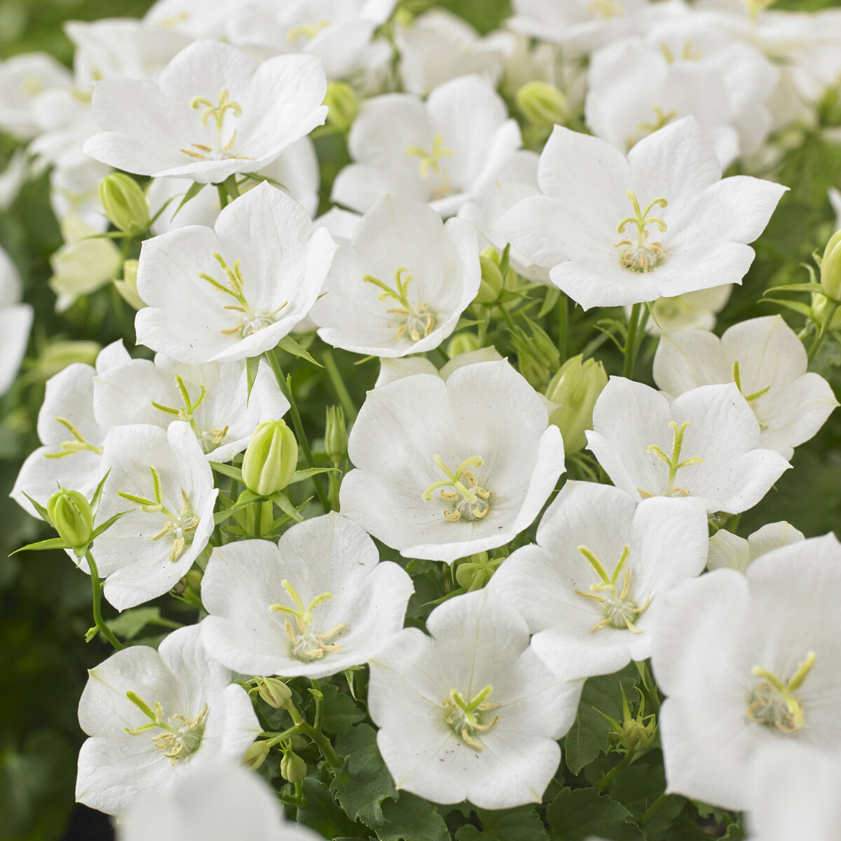 Campanula carpatica - Campanule des Carpates
