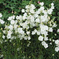 Vente Campanule à feuilles de pêcher Alba - Campanula persicifolia Alba