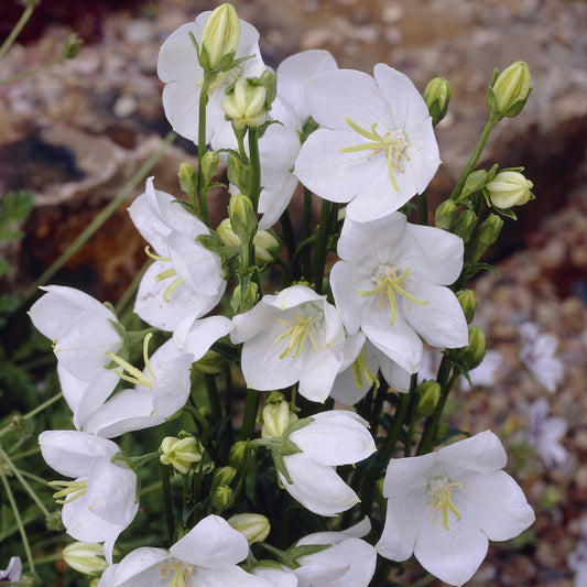 3 Campanules à feuilles de pêcher Alba