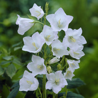 Campanula persicifolia Alba - Campanule à feuilles de pêcher Alba - Campanules