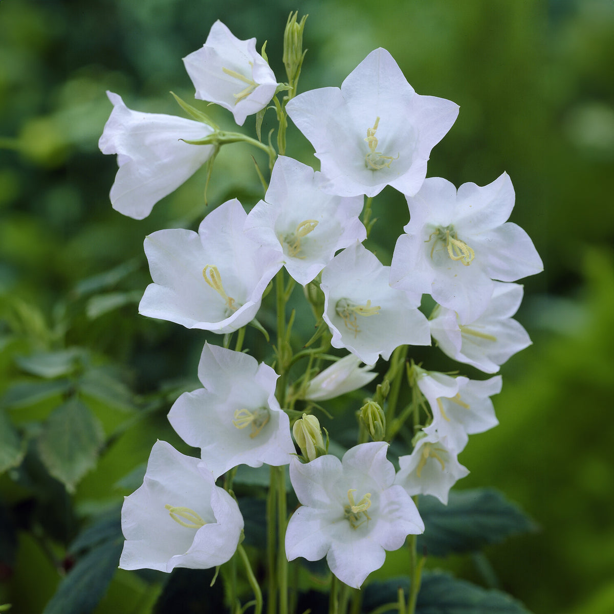 Campanula persicifolia Alba - Campanule à feuilles de pêcher Alba - Campanules