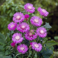 Centaurée rose John Coutts - Centaurea hypoleuca john coutts - Bakker