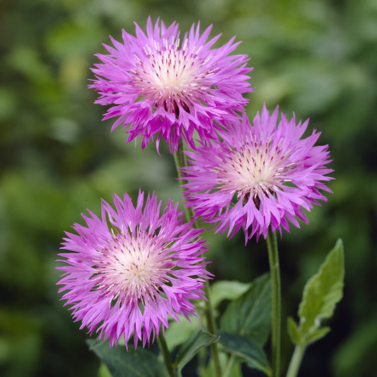 Centaurée rose John Coutts - Bakker