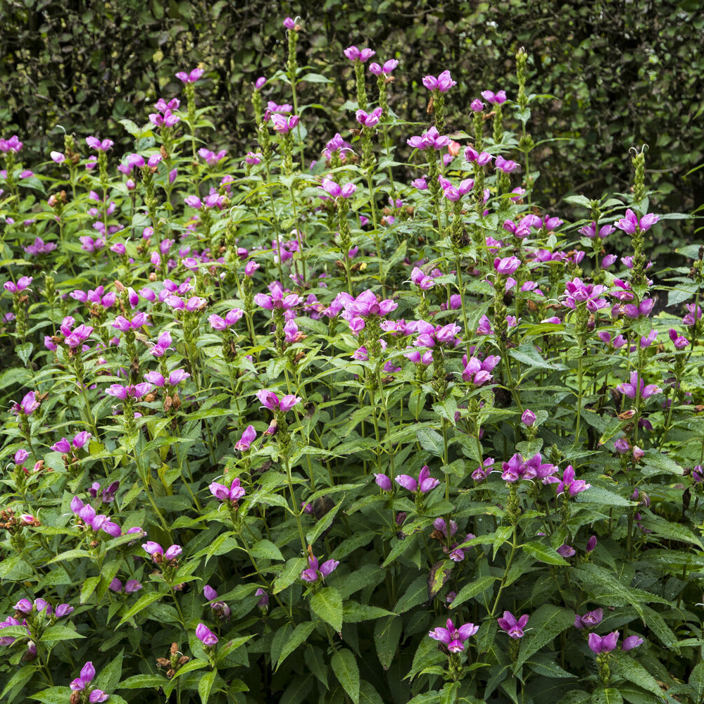 Plantes vivaces - Galane oblique Alba - Chelone obliqua