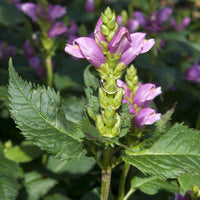 Vente Galane oblique Alba - Chelone obliqua