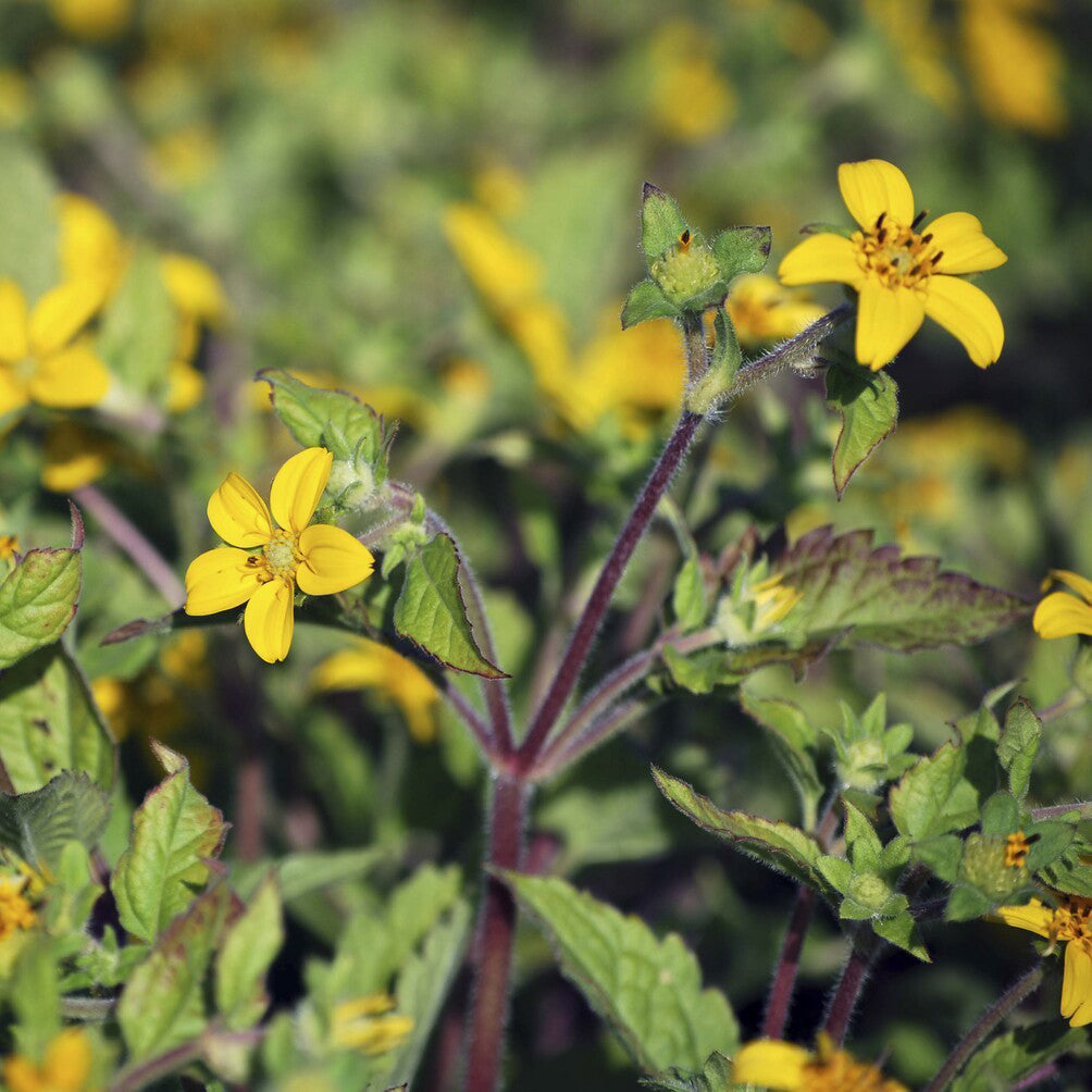 Genou doré - Chrysogonum virginianum - Bakker