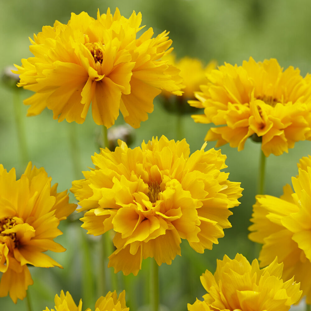 Coreopsis grandiflora Early Sunrise - Coreopsis à grandes fleurs Early Sunrise - Coréopsis