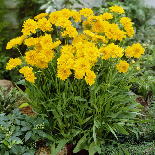 3 Coreopsis à grandes fleurs Early Sunrise