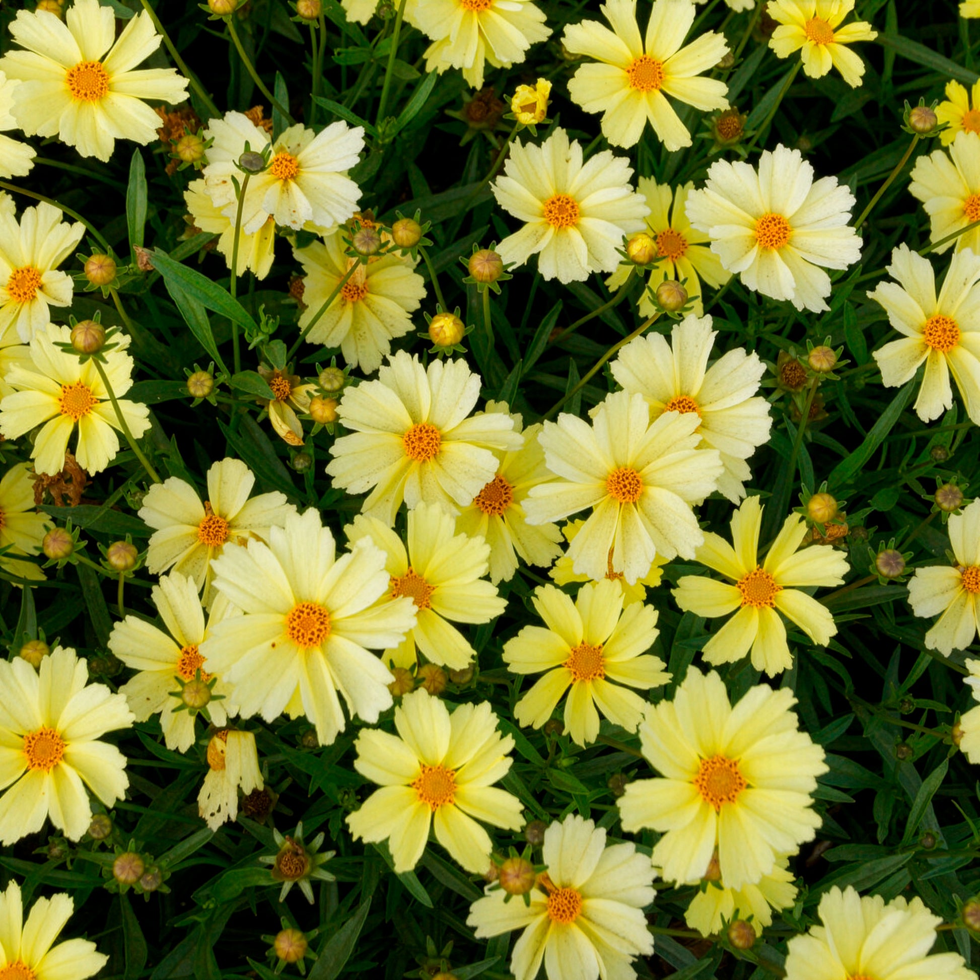 Coreopsis Full Moon - Coreopsis Full Moon - Bakker