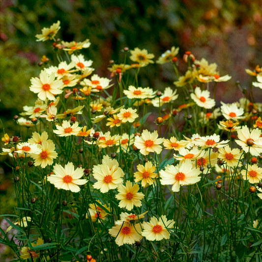 Coreopsis Full Moon - Bakker