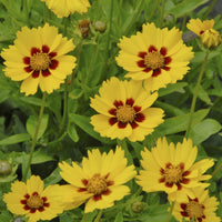 Coreopsis - Oeil de jeune fille