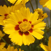 Coreopsis lanceolata Sterntaler - Coréopsis lancéolée Sterntaler - Vivaces fleuries