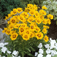 Coreopsis - Oeil de jeune fille