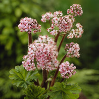 Saxifrage pelté - Darmera peltata - Bakker
