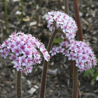 Darmera peltata - Saxifrage pelté - Vivaces fleuries