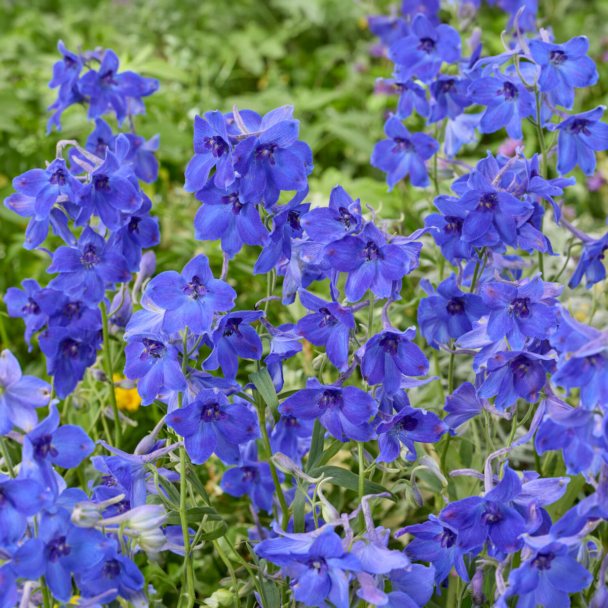 Delphinium Volkerfrieden - Delphinium ( belladonna group ) völkerfrieden - Bakker