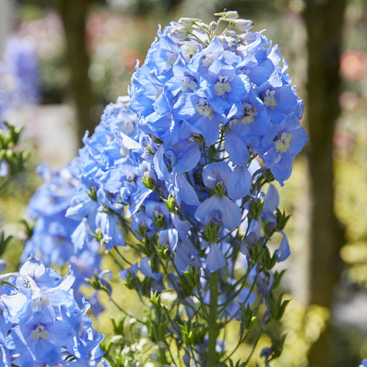 Delphinium géant Summer Skies - Bakker