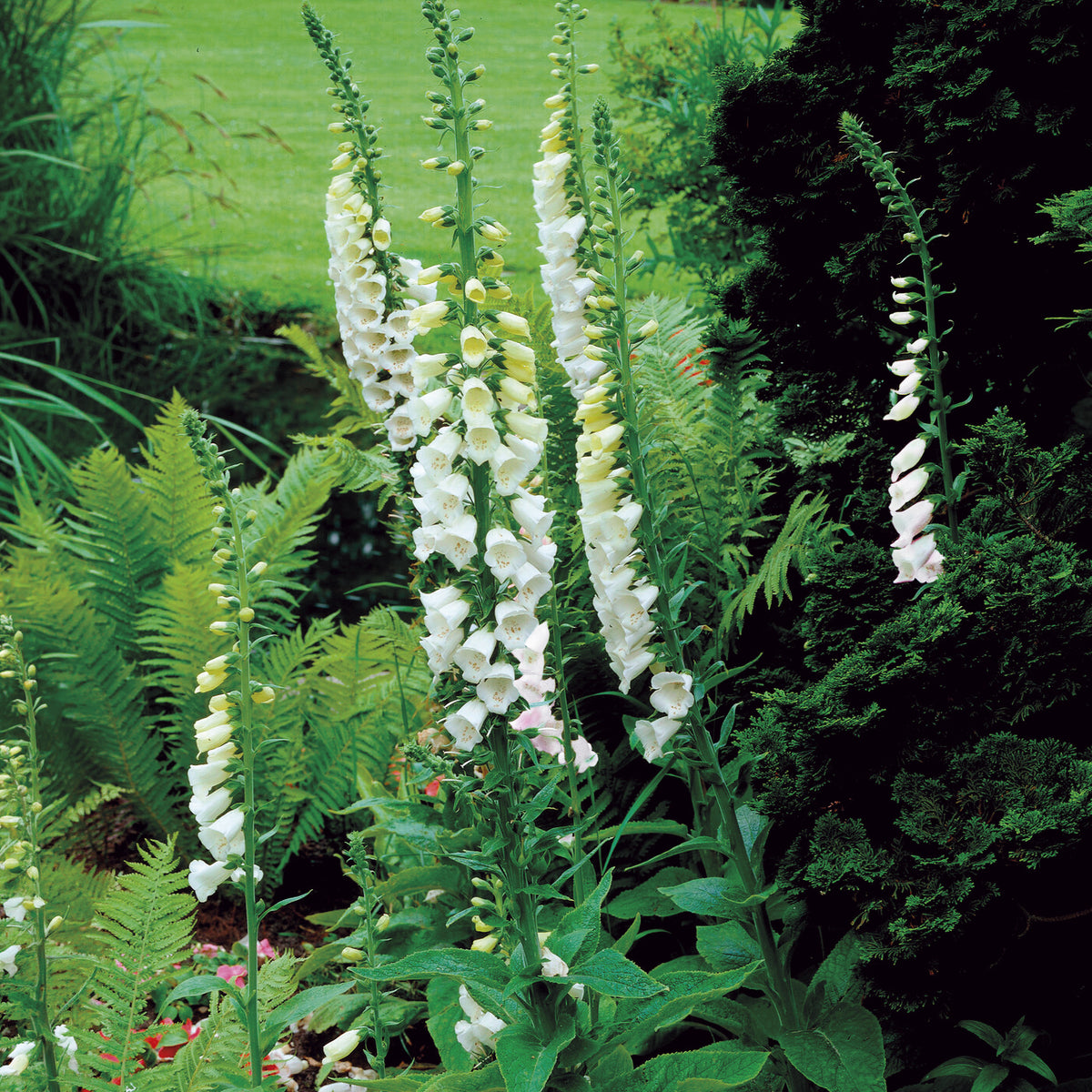 Digitale pourpre blanche - Digitalis purpurea alba - Bakker