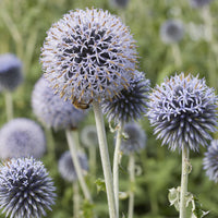Boule azurée Veitchs Blue - Chardon boule - Bakker