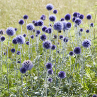 Boule azurée Veitchs Blue - Chardon boule - Echinops ritro Veitch's Blue - Bakker