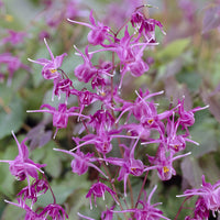 Epimedium - Epimedium à grandes fleurs Lilafee - Epimedium grandiflorum Lilafee