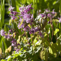 Epimedium grandiflorum Lilafee - Epimedium à grandes fleurs Lilafee - Epimedium