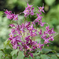 Epimedium à grandes fleurs Lilafee - Epimedium grandiflorum Lilafee - Bakker