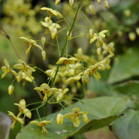 Epimedium pinnatum subsp. colchicum - Fleur des elfes - Plantes vivaces