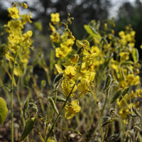Fleur des elfes - Bakker