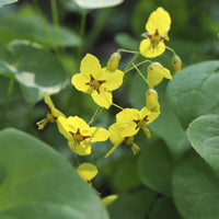 Fleur des elfes - Epimedium pinnatum subsp. colchicum - Bakker