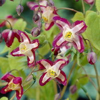 Vente Epimedium rouge - Epimedium rubrum