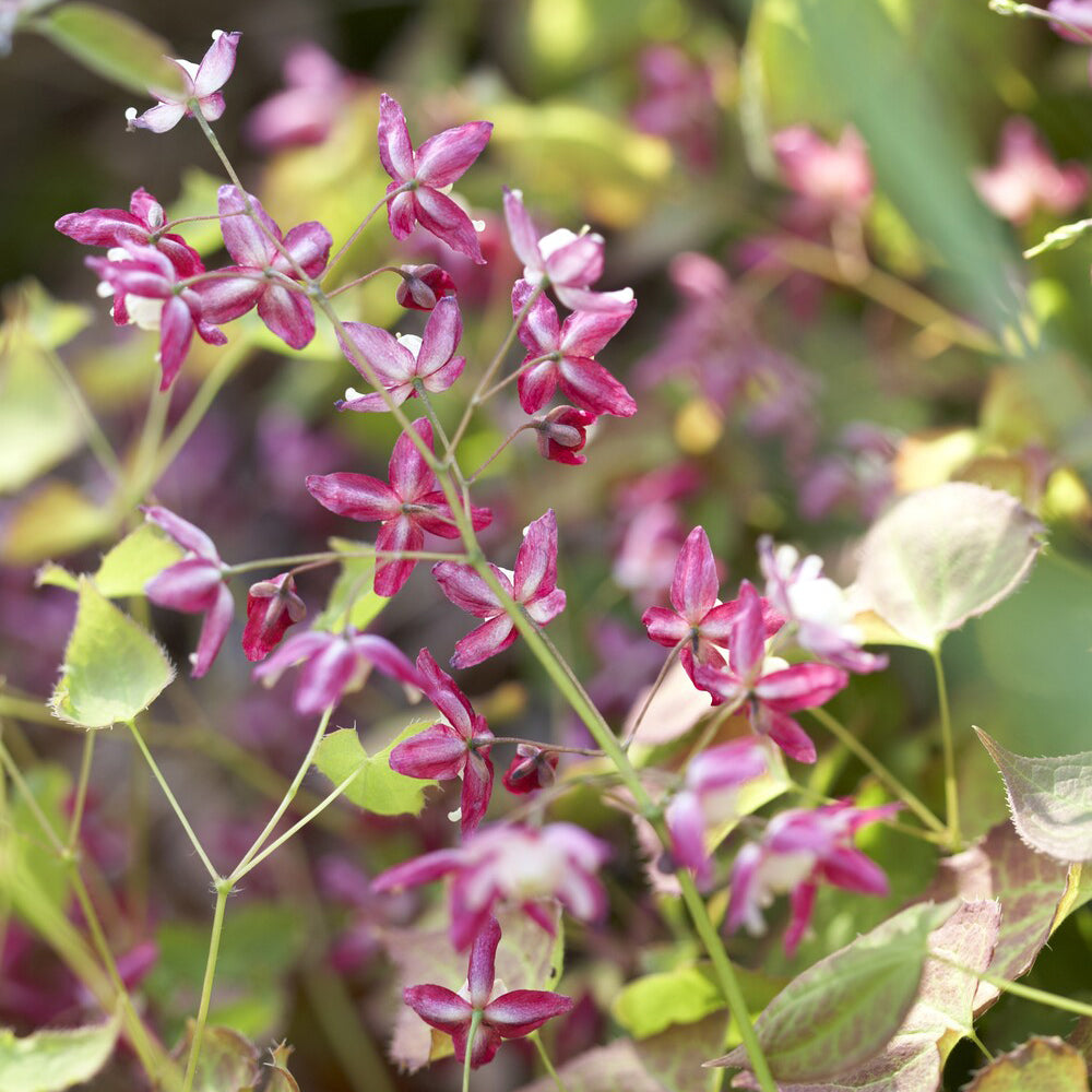 Epimedium rubrum - Epimedium rouge - Epimedium