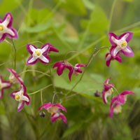 Epimedium rouge - Epimedium rubrum - Bakker