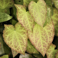 Epimedium rubrum - Epimedium rouge - Plantes vivaces