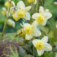 Epimedium - Epimedium Sulphureum - Epimedium versicolor Sulphureum