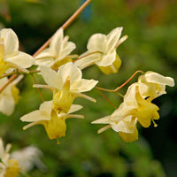 Epimedium versicolor Sulphureum - Epimedium Sulphureum - Epimedium