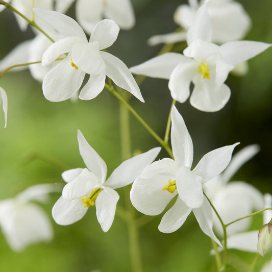 Epimedium Niveum - Bakker