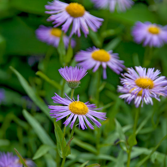 Vergerette Azure Beauty - Erigeron - Bakker