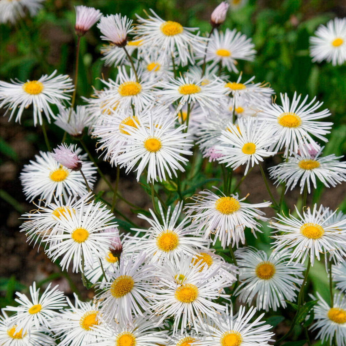Erigeron - Vergerette Sommerneuschnee - Erigeron - Erigeron Sommerneuschnee