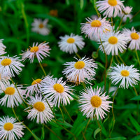 Erigeron Sommerneuschnee - Vergerette Sommerneuschnee - Erigeron - Erigeron
